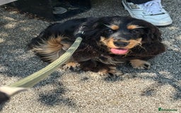 Cocker Spaniel dogs for sale: 11 Months Cocker spaniel  - Image 3