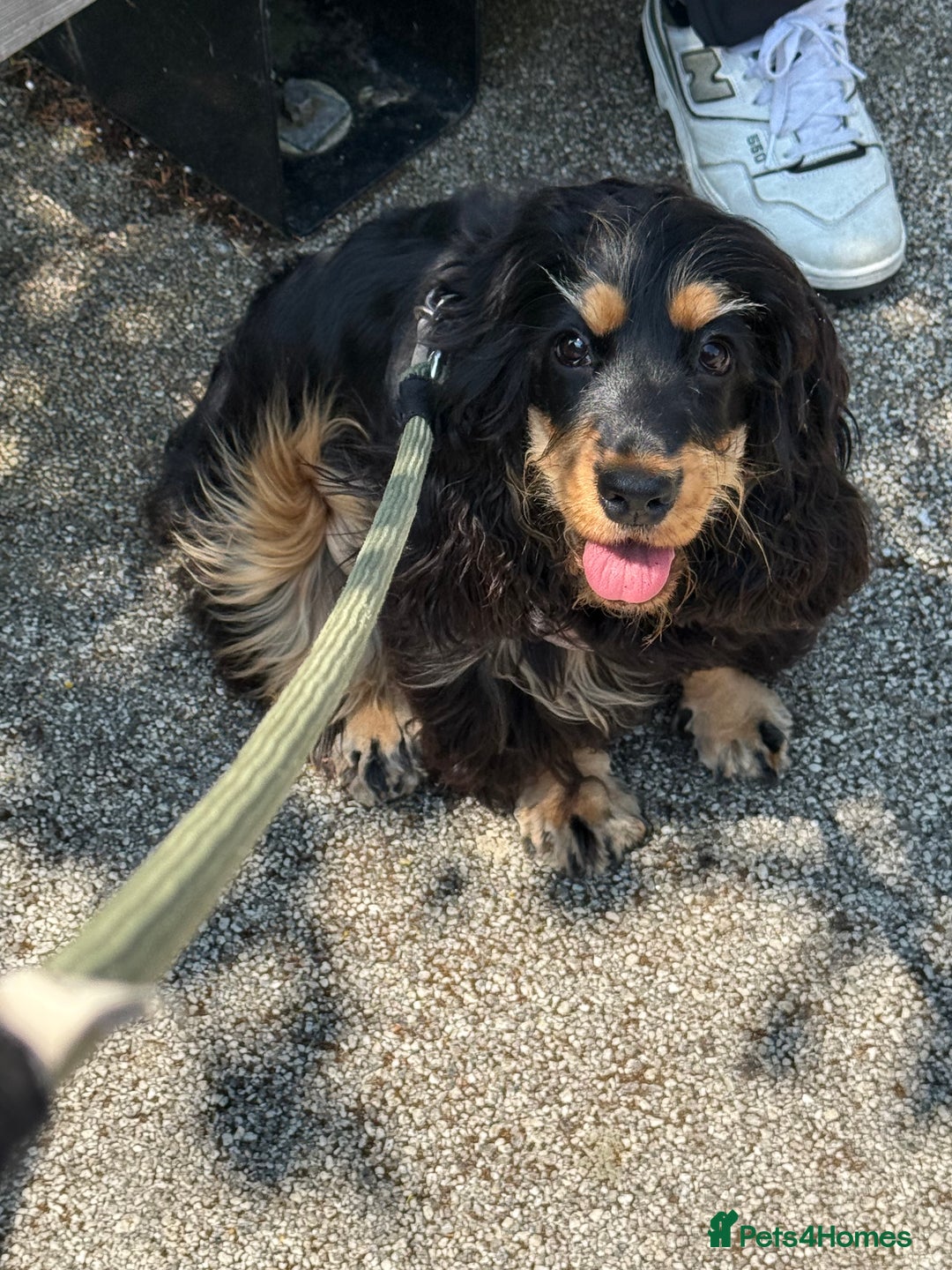 Cocker Spaniel dogs for sale: 11 Months Cocker spaniel  - Image 3