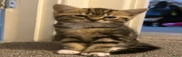 Domestic Shorthair cats for sale: Beautiful kittens looking for their forever home - Advert 5