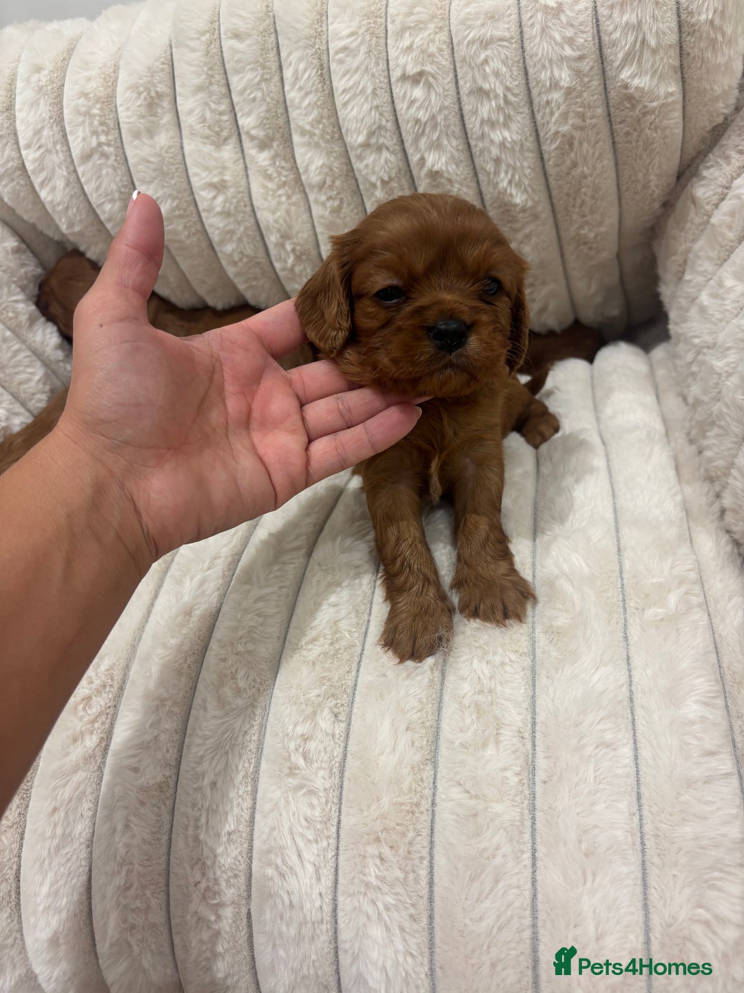 Cavalier King Charles Spaniel dogs for sale: Health tested King Charles cavalier  - Image 4