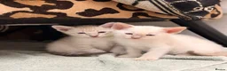 Siamese cats for sale: 🐾 Siamese kittens for sale 🐾 in Radstock - Advert 20