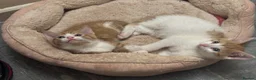 Mixed Breed cats for sale: The Most Adorable Kittens - Advert 7