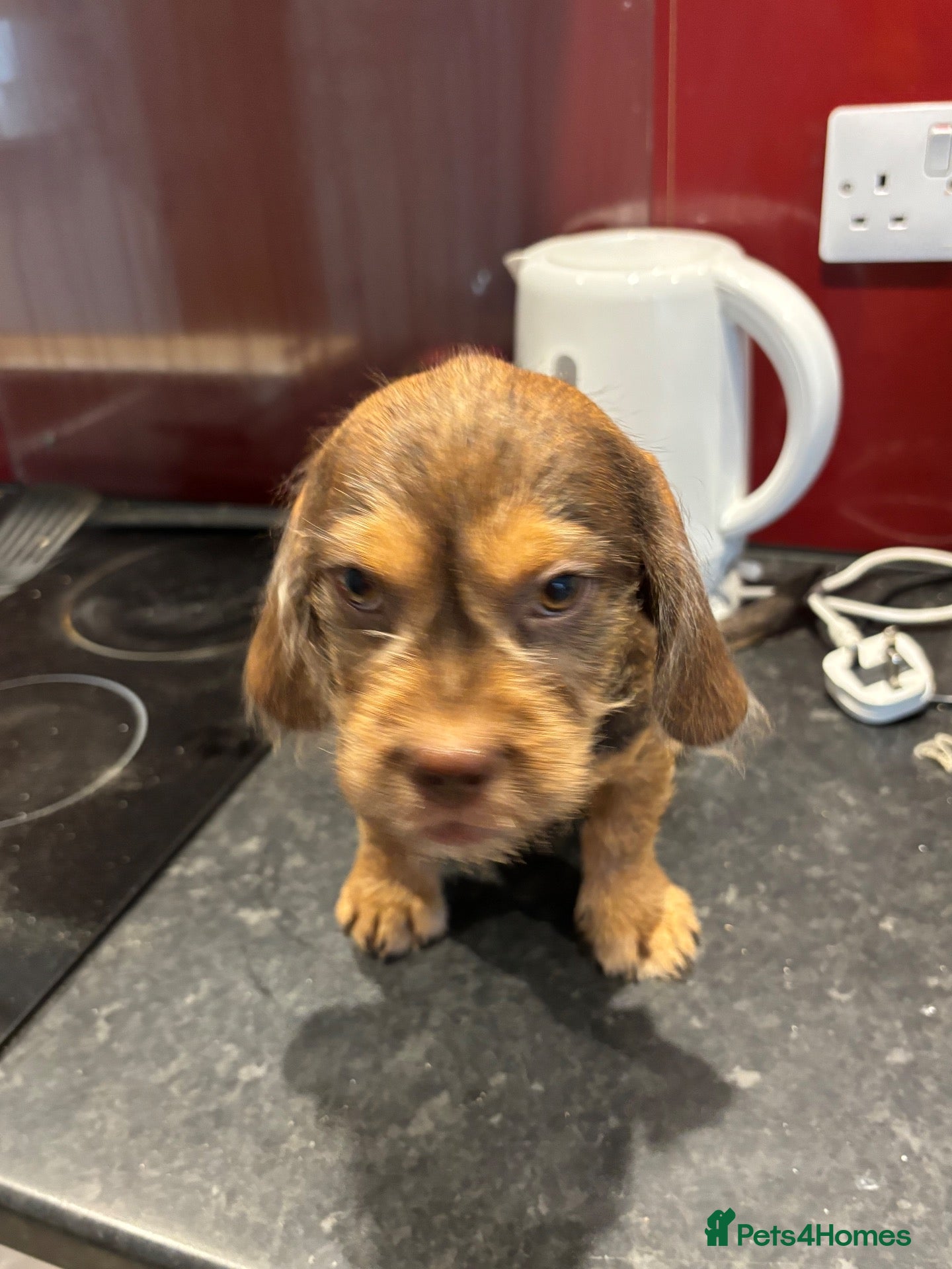 Mixed Breed dogs Cute playful pups - Advert 1