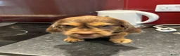 Mixed Breed dogs for sale: Cute playful pups in Coventry - Advert 1