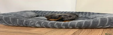 Miniature Dachshund 4