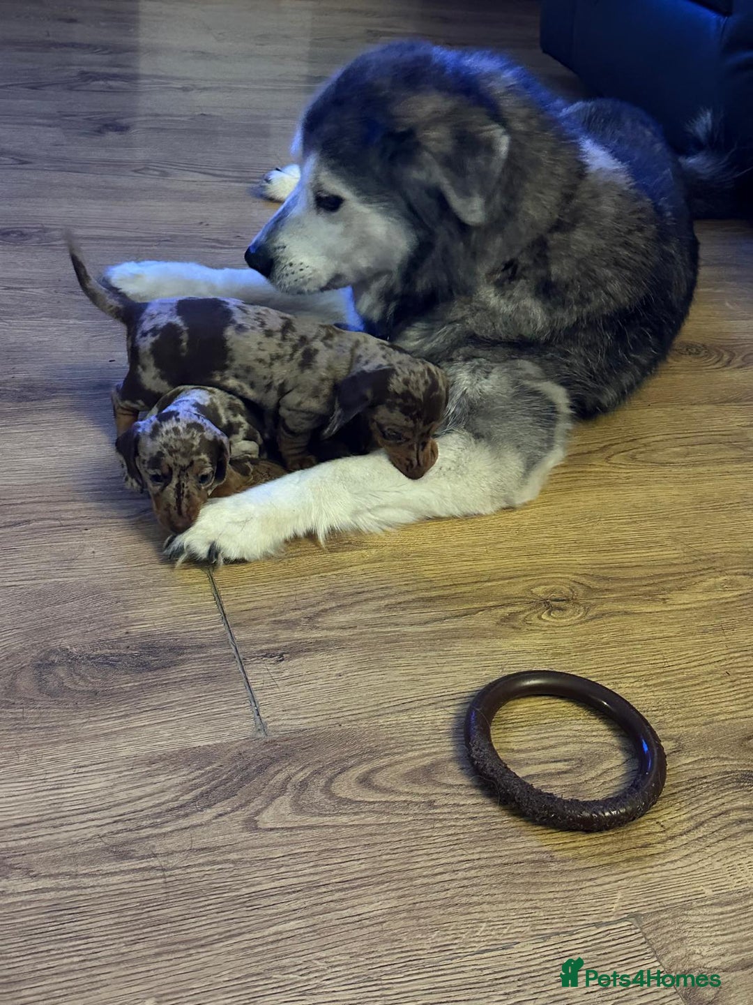 Miniature Dachshund dogs for sale: Two Beautiful Boys - Advert 5