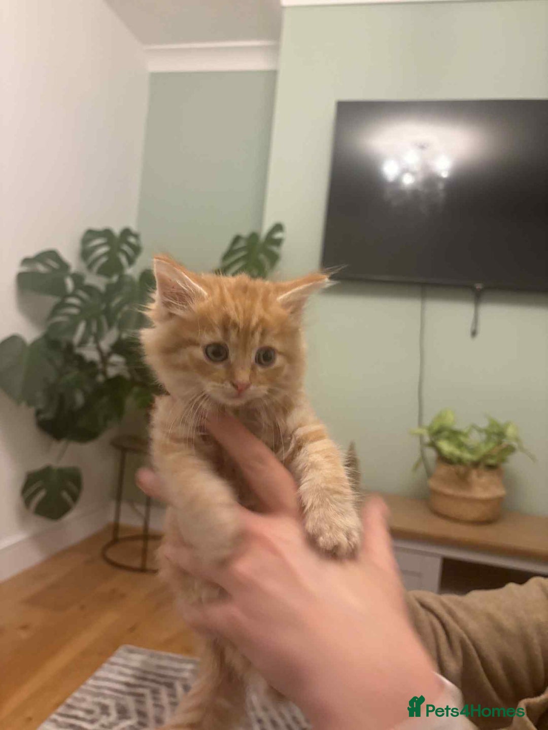 Maine Coon cats for sale: Maine coon xxx - Advert 18