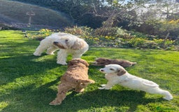 Australian Labradoodle dogs for stud: Proven extensively health tested gorgeous stud - Image 34