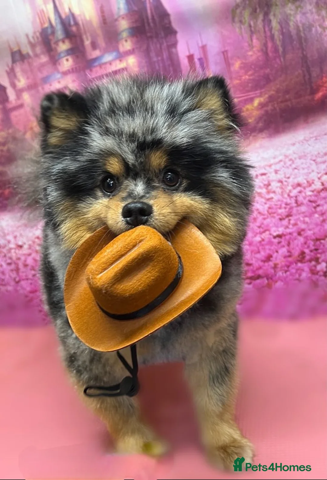 Pomeranian dogs for stud:  2 BEAUTAFUL BOY FOR STUD ONLY NOT FOR SALE in Barry - Advert 2