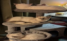 Ragdoll cats for sale: 💛*GCCF Registered *💛Pedigree Ragdoll kittens - Image 16