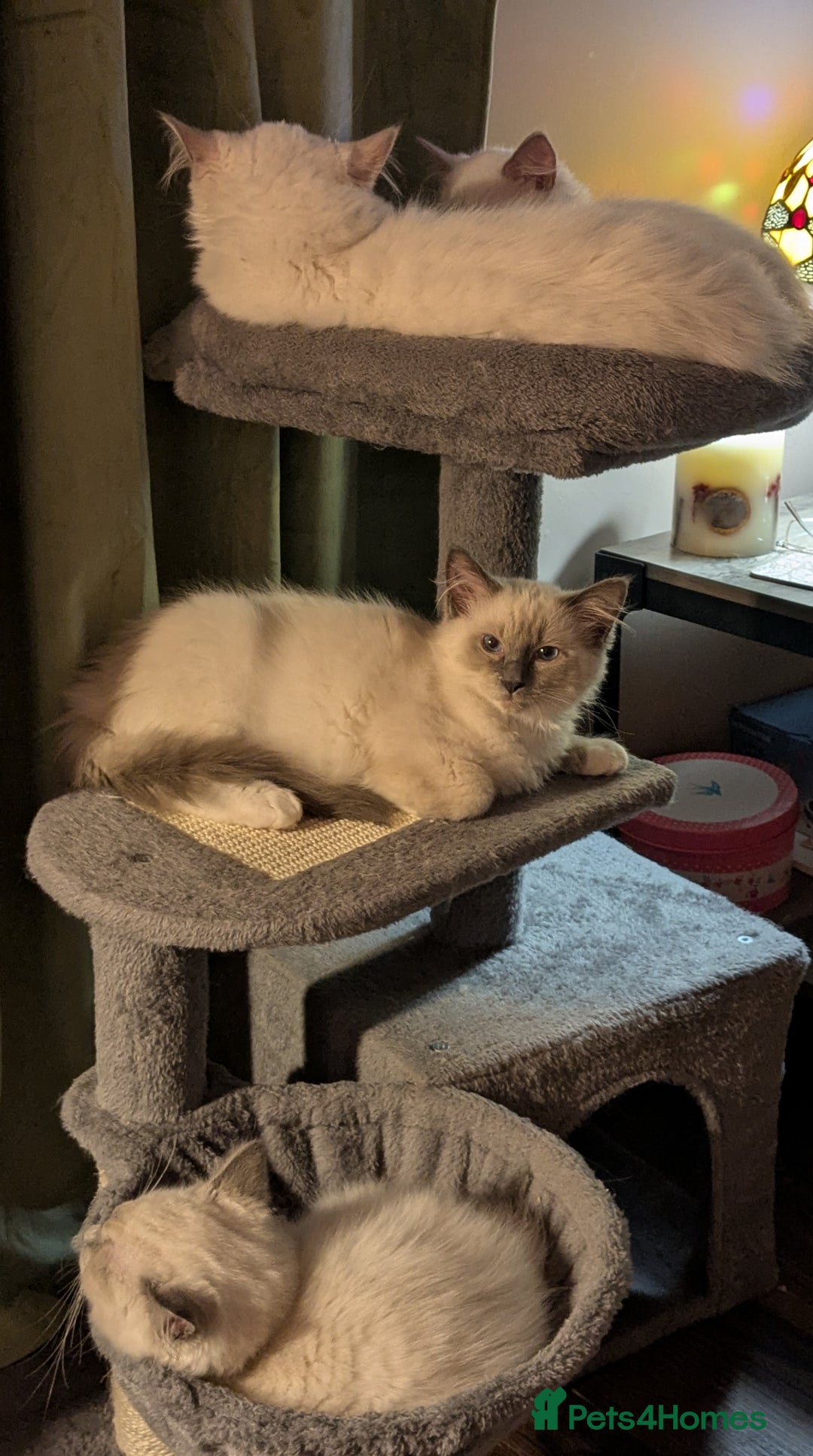 Ragdoll cats for sale: 💛*GCCF Registered *💛Pedigree Ragdoll kittens - Image 16