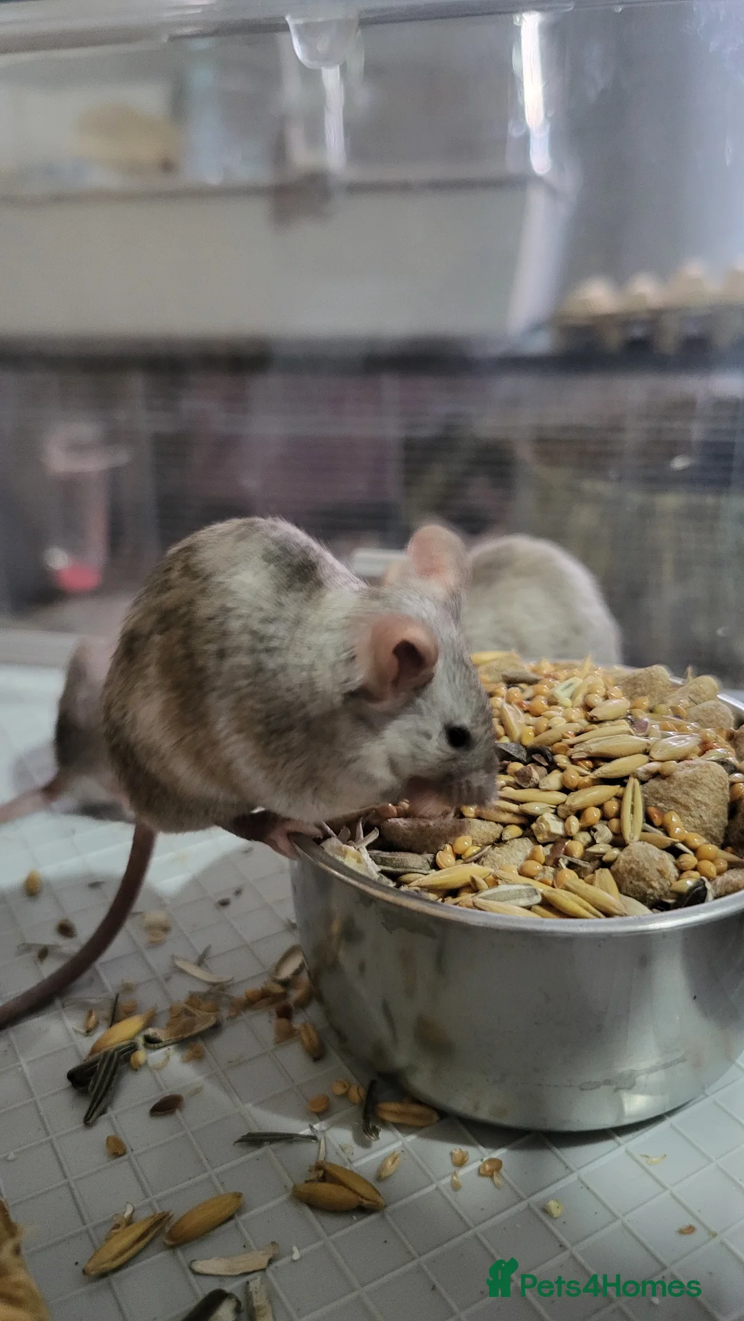 Mouse rodents for sale: Male Mice - Advert 8