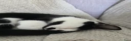 Domestic Shorthair cats for sale: Gorgeous black and white kitten called Jet - Advert 7