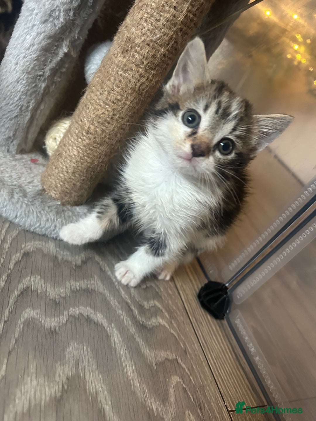 Mixed Breed cats for sale: KITTENS - Advert 2