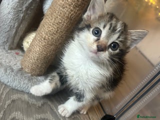 Mixed Breed cats KITTENS - Advert 11