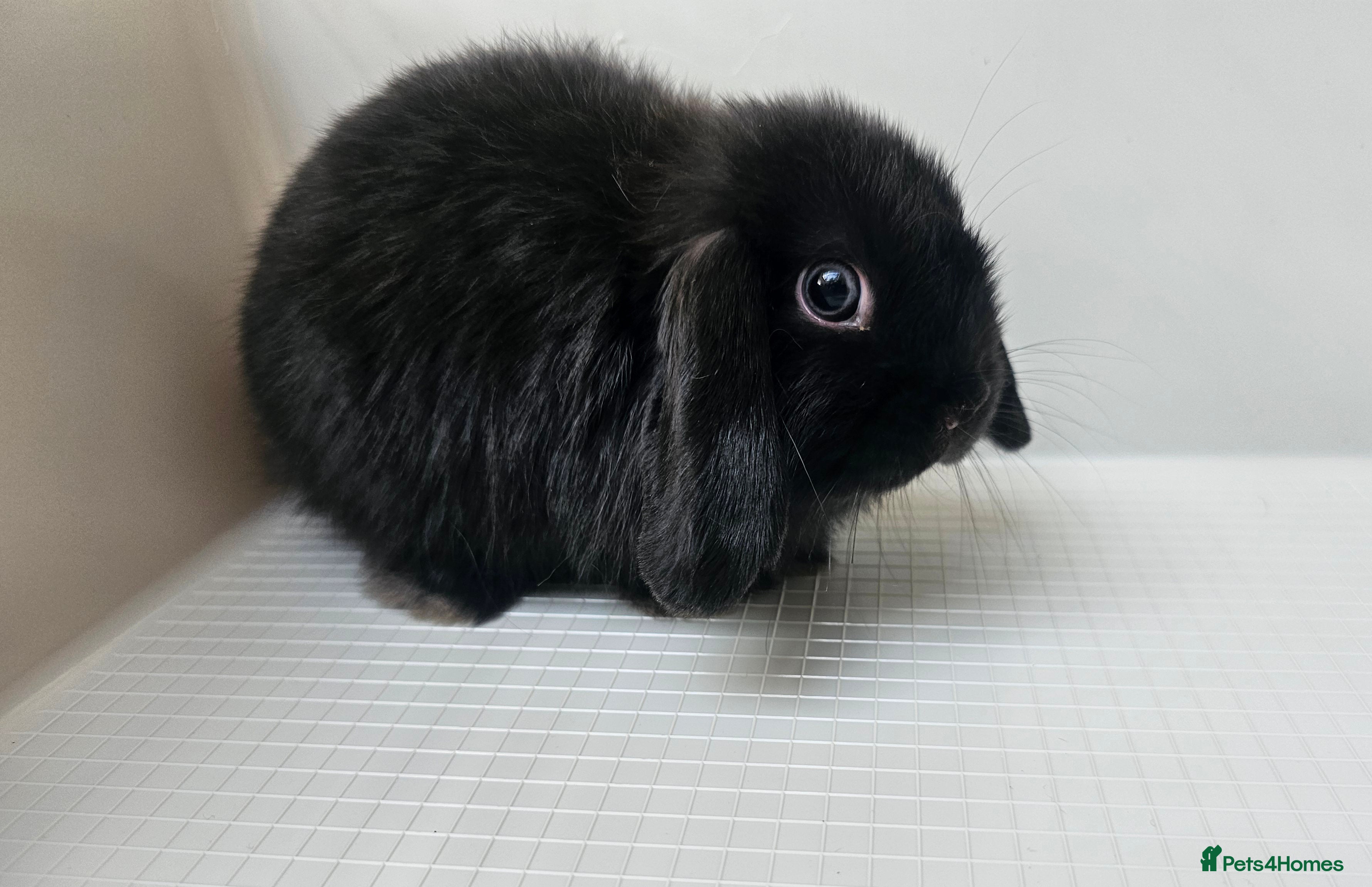 Mini Lop rabbits 2 mini lop girl bunnys - Advert 3