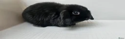 Mini Lop rabbits for sale: mini lop girl bunnys - Advert 1