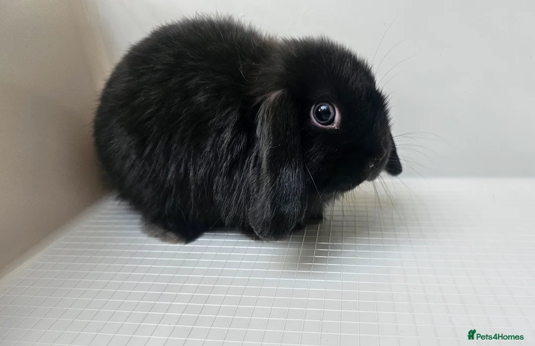 Mini Lop rabbits for sale: mini lop girl bunnys - Advert 1