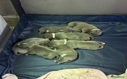 Mixed Breed dogs for sale: Blue staffy x classic bully Puppies 🐶 💙  - Image 2