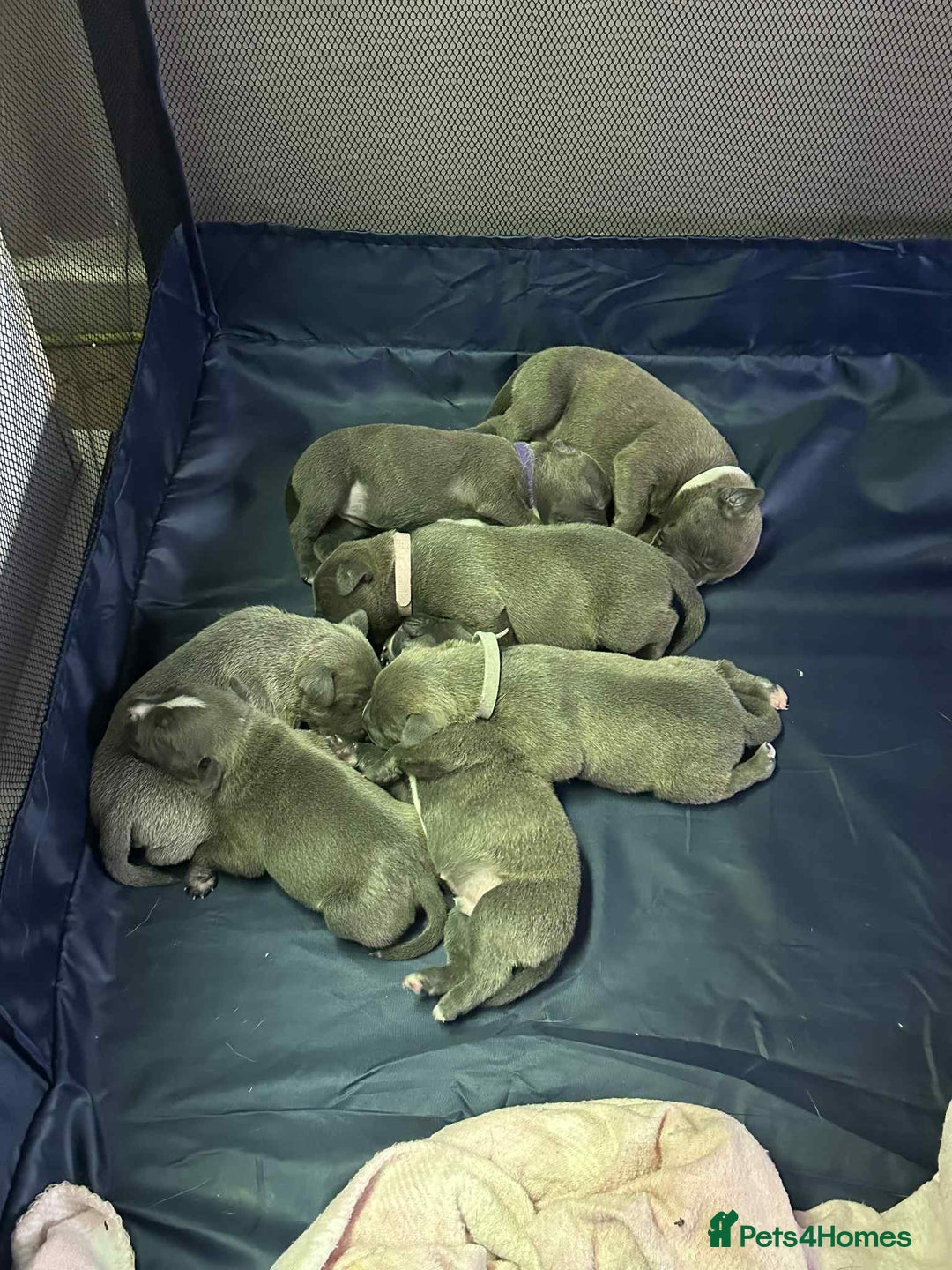 Mixed Breed dogs for sale: Blue staffy x classic bully Puppies 🐶 💙  - Image 2