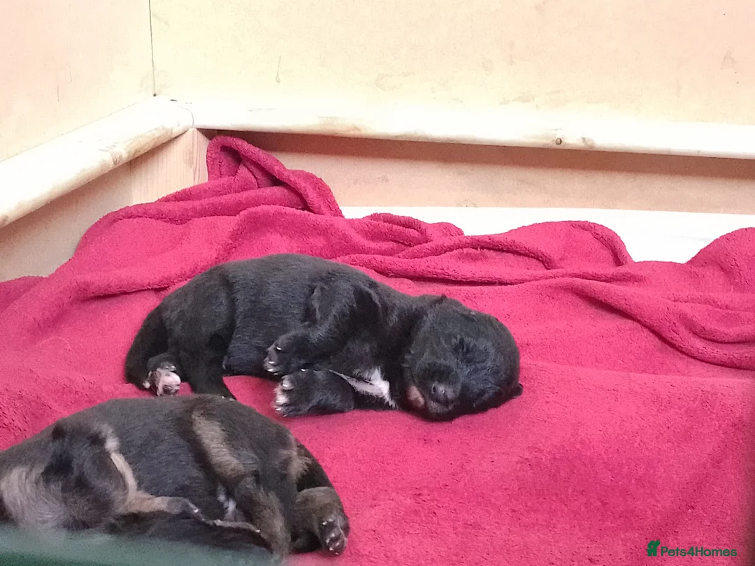 German Shepherd dogs for sale: Straight back Long coat German Shepherd pups - Advert 14