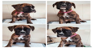 Boxer dogs - Advert 13