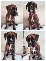 Boxer dogs - Advert 6