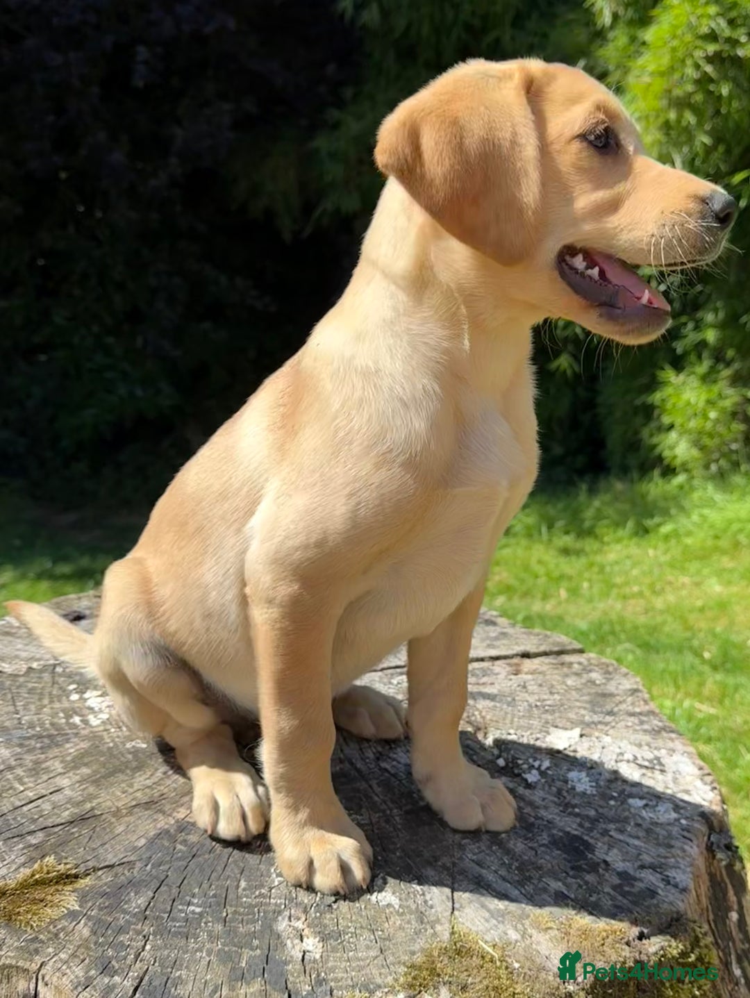 Labrador Retriever dogs for sale: STUNNING TRADITIONAL YELLOW BOY AVAILABLE  in Totnes - Image 6