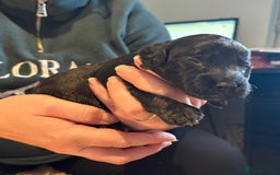 Cockapoo dogs for sale: Cockapoo Puppies - Advert 5