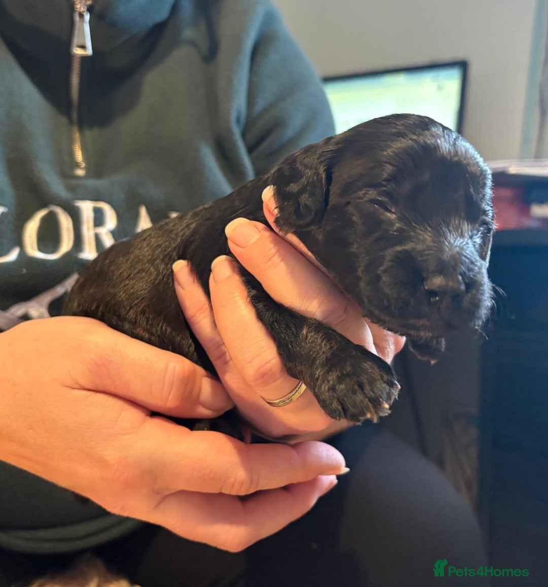 Cockapoo dogs for sale: Cockapoo Puppies - Advert 5