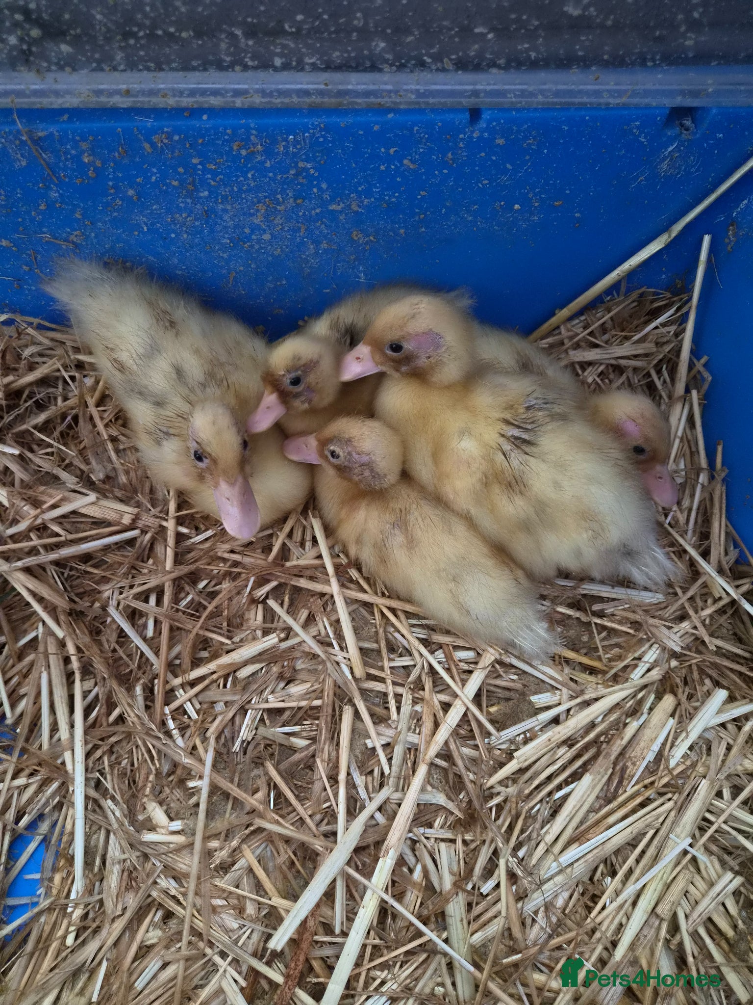 Ducks poultry for sale: 5 call ducklings for sale £30 each  in Manchester - Advert 4