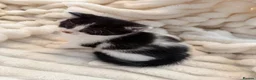 Mixed Breed cats for sale: Kittens available now  - Advert 8