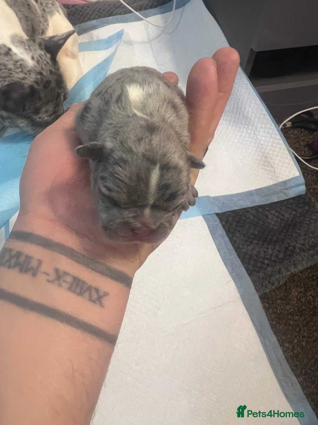 French Bulldog dogs for sale: French puppy  - Advert 7