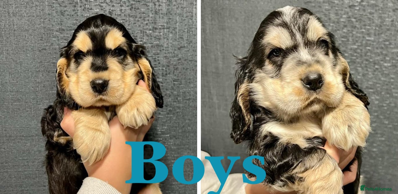 Cocker Spaniel dogs Show Cocker Spaniel puppies from DNA tested parent - Advert 7