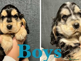 Cocker Spaniel dogs Show Cocker Spaniel puppies from DNA tested parent - Advert 7