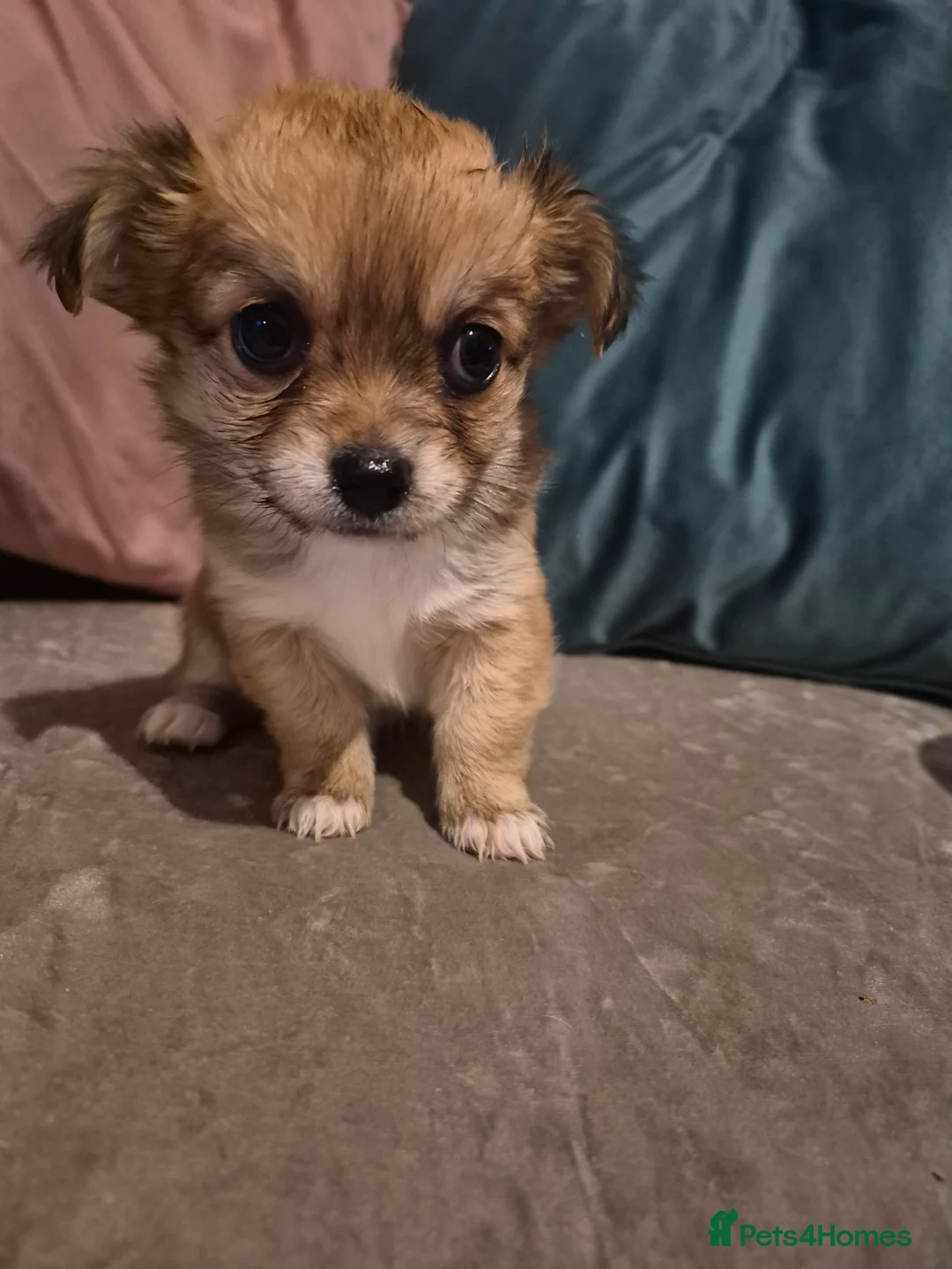 Chihuahua dogs for sale: Pure Chihuahua puppies  - Advert 28