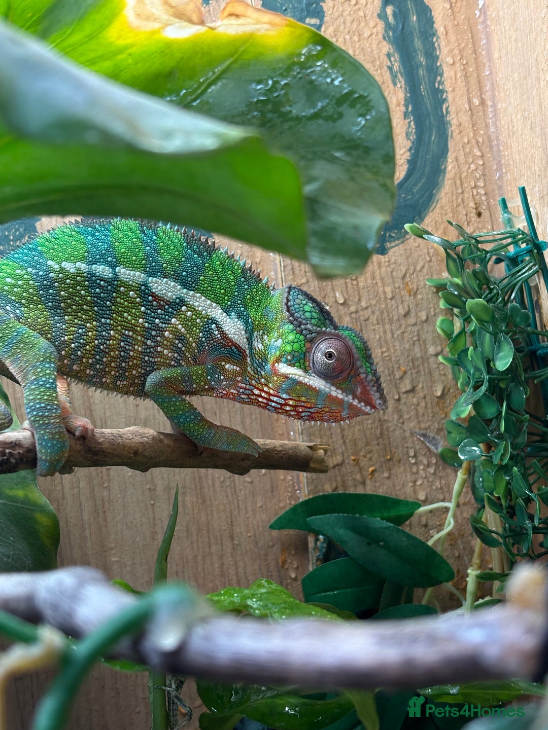 Chameleon reptiles for sale: Rango the Panther Chameleon  - Advert 3
