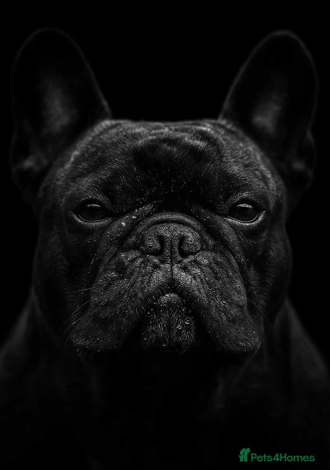 French Bulldog dogs for sale: 3 year old french bulldog male - Advert 2