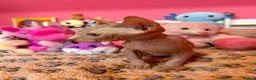 Sphynx cats for sale: Beautiful Sphynx Kittens – Ready 5th October - Advert 8