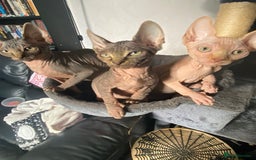 Sphynx cats for sale: Sphynx kittens  - Image 1