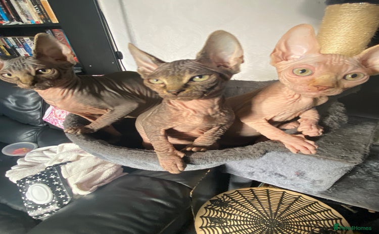 Sphynx cats - Advert 1