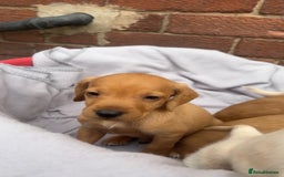 Mixed Breed dogs for sale: Beautiful Sprizla Puppies  - Image 17