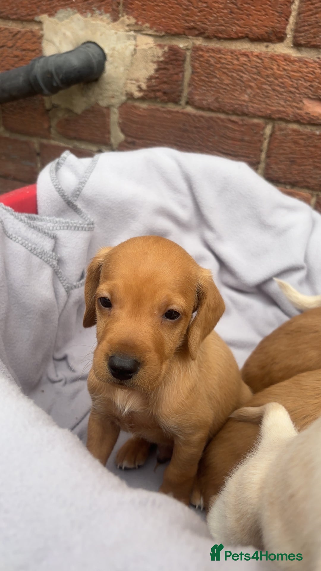 Mixed Breed dogs for sale: Beautiful Sprizla Puppies  - Image 17