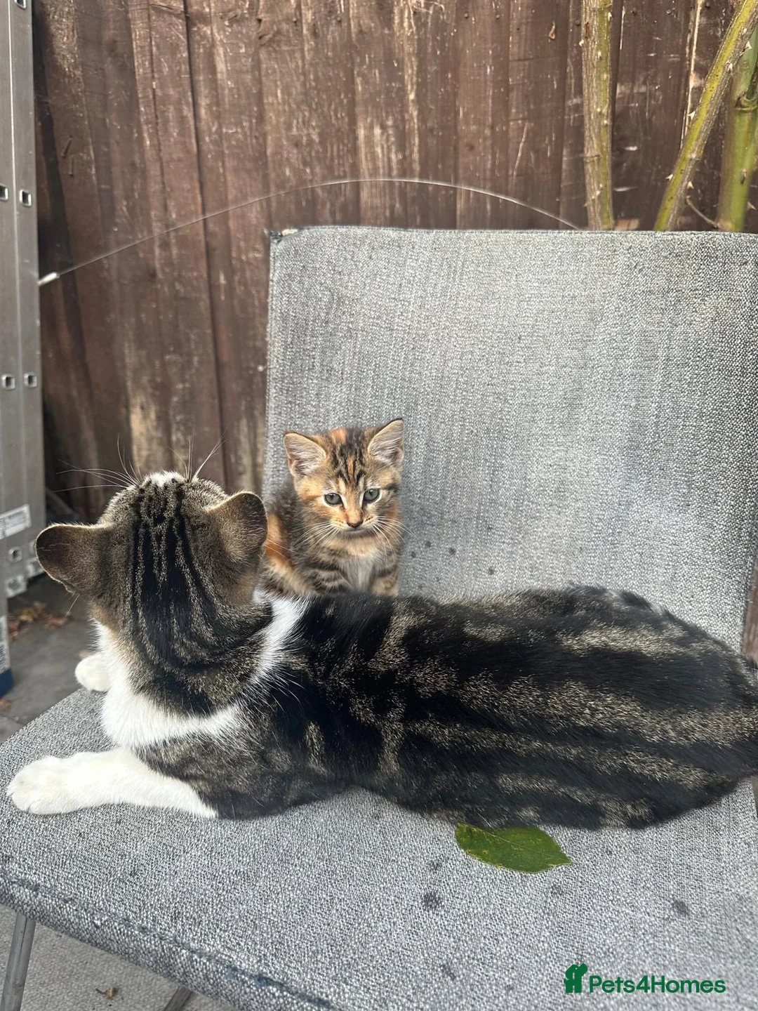 Mixed Breed cats for sale: Male kitten for sale  - Advert 5