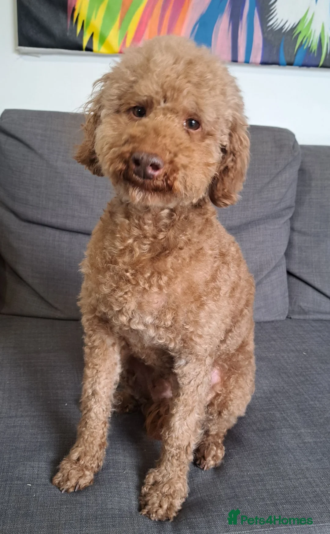 Miniature Poodle dogs for stud:  Miniature Poodle Stud Available - Advert 7