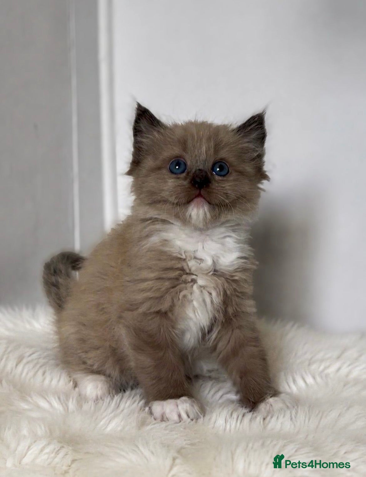 Ragdoll cats Stunning Ragdoll kittens  - Advert 10