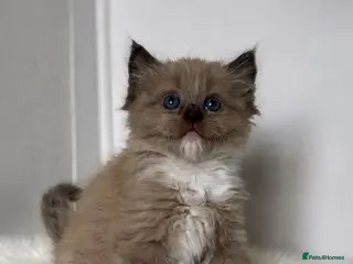 Ragdoll cats Stunning Ragdoll kittens - Advert 3