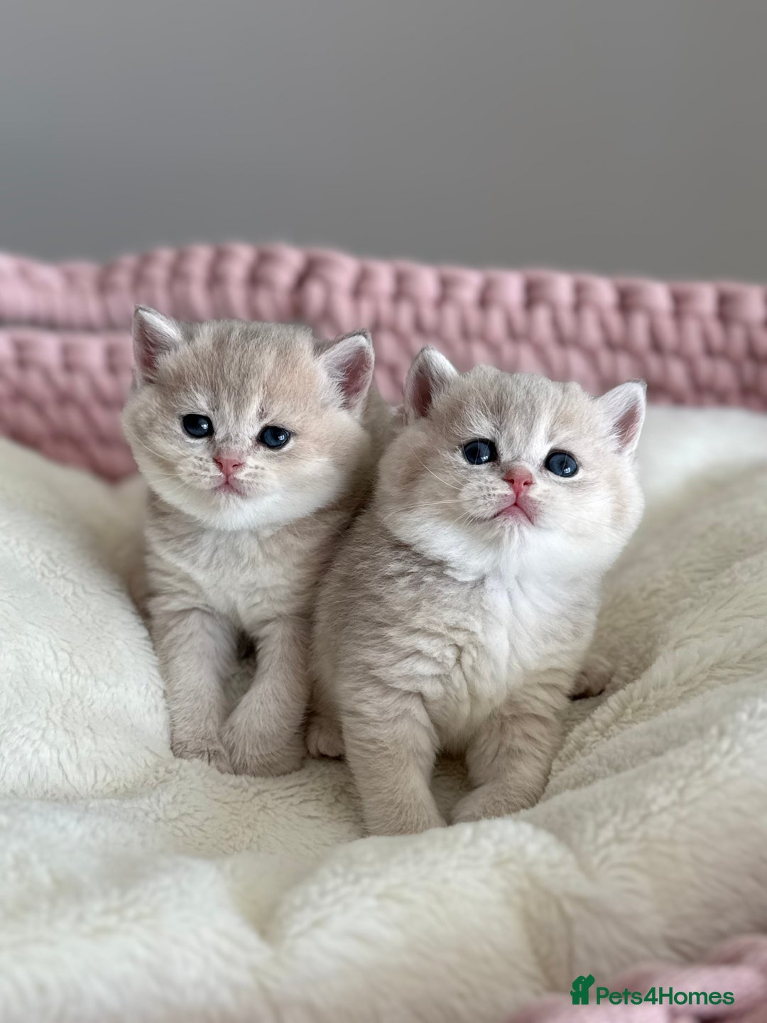 British Shorthair cats for sale: Golden Blue British Shorthair kittens  - Advert 3