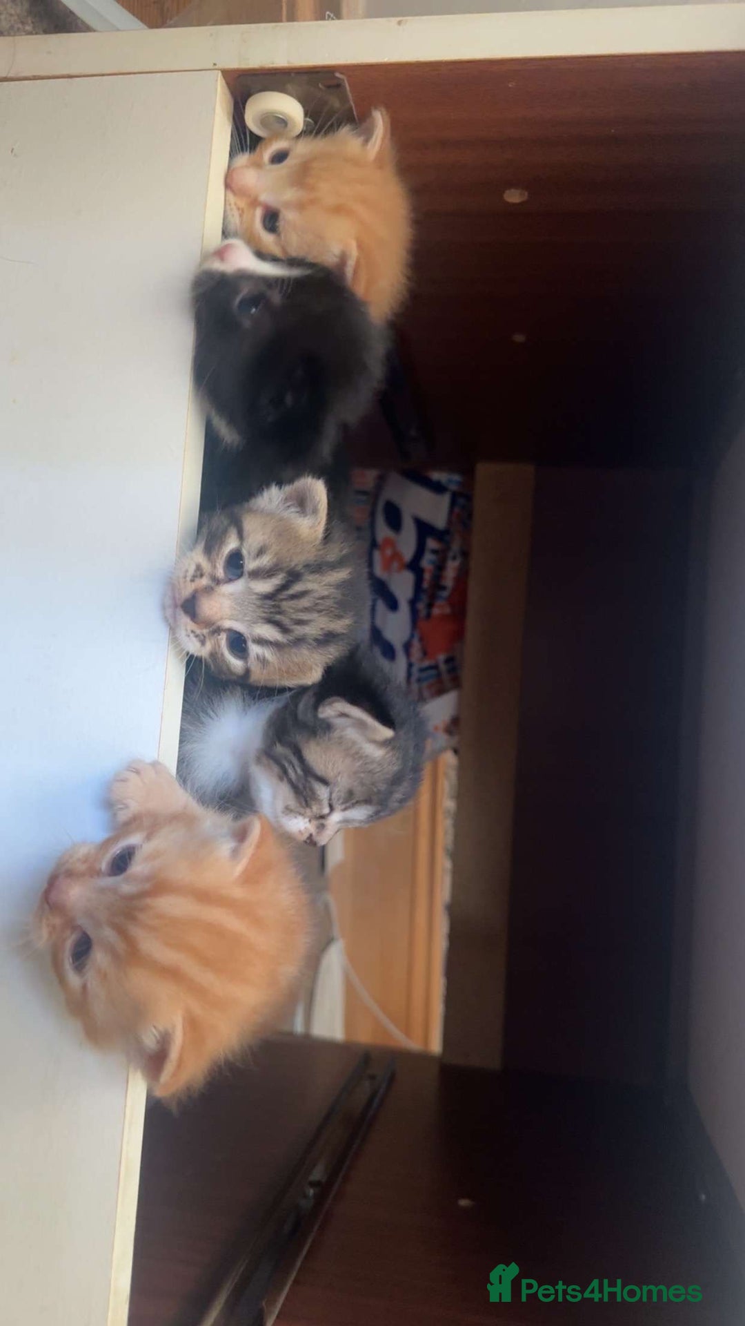 Mixed Breed cats for sale: Half calico and half ginger-tuxedo kittens - Image 2