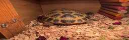 Tortoise reptiles for sale: Horsefield tortoise in Chesterfield - Advert 5